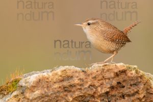 Foto di Scricciolo (Troglodytes troglodytes)