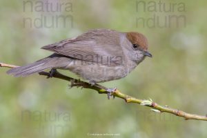 Photos of Eurasian Blackcap (Sylvia atricapilla)