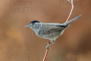 Foto di Capinera (Sylvia atricapilla)