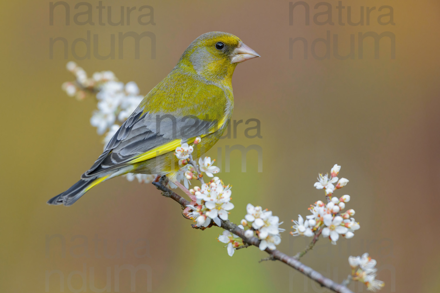 Foto di Verdoni (Chloris chloris)