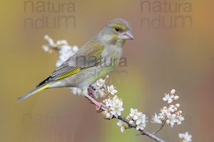 Foto di Verdoni (Chloris chloris)