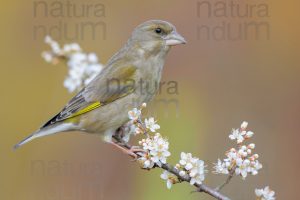 Foto di Verdoni (Chloris chloris)