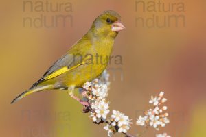 Photos of European Greenfinch (Chloris chloris)