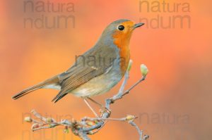 Foto di Pettirosso (Erithacus rubecola)