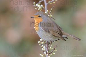 Foto di Pettirosso (Erithacus rubecola)