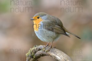 Foto di Pettirosso (Erithacus rubecola)