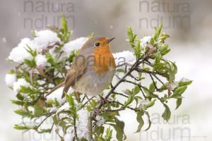 Foto di Pettirosso (Erithacus rubecola)