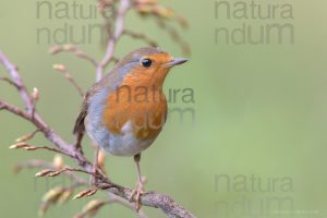 Foto di Pettirosso (Erithacus rubecola)