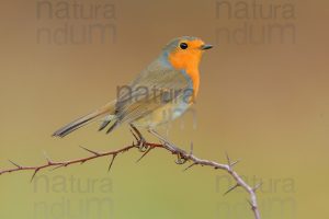 Photos of European Robin (Erithacus rubecola)