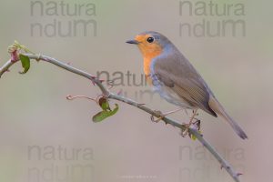 Foto di Pettirosso (Erithacus rubecola)