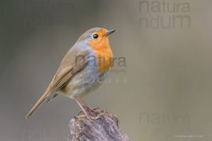 Foto di Pettirosso (Erithacus rubecola)