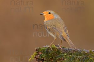 Foto di Pettirosso (Erithacus rubecola)