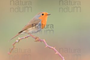 Photos of European Robin (Erithacus rubecola)