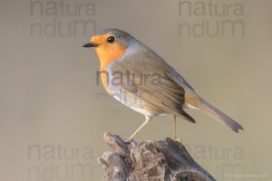 Foto di Pettirosso (Erithacus rubecola)