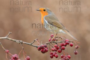 Foto di Pettirosso (Erithacus rubecola)