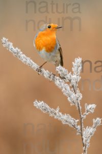 Photos of European Robin (Erithacus rubecola)
