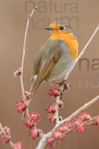 Photos of European Robin (Erithacus rubecola)