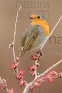 Foto di Pettirosso (Erithacus rubecola)