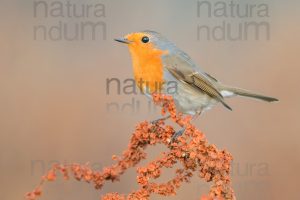 Foto di Pettirosso (Erithacus rubecola)