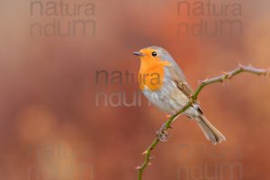 Photos of European Robin (Erithacus rubecola)