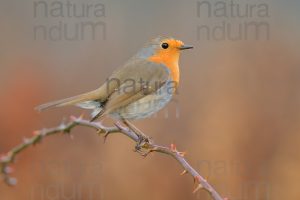 Foto di Pettirosso (Erithacus rubecola)