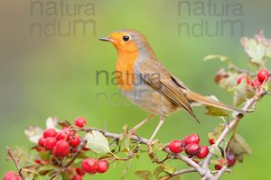 Foto di Pettirosso (Erithacus rubecola)