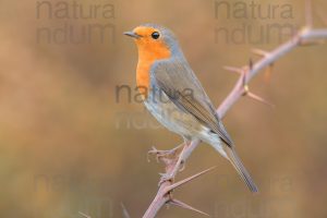 Foto di Pettirosso (Erithacus rubecola)