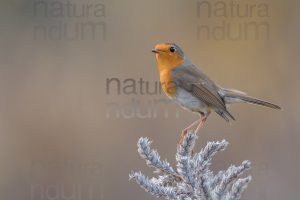 Photos of European Robin (Erithacus rubecola)