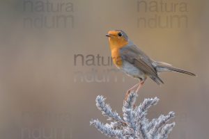 Foto di Pettirosso (Erithacus rubecola)