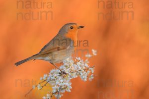 Foto di Pettirosso (Erithacus rubecola)