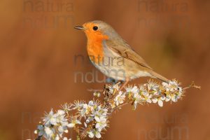 Foto di Pettirosso (Erithacus rubecola)