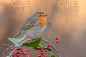 Foto di Pettirosso (Erithacus rubecola)