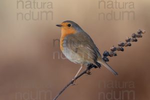 Foto di Pettirosso (Erithacus rubecola)