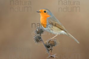 Foto di Pettirosso (Erithacus rubecola)