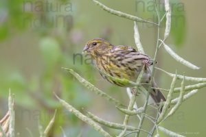 Photos of European Serin (Serinus serinus)