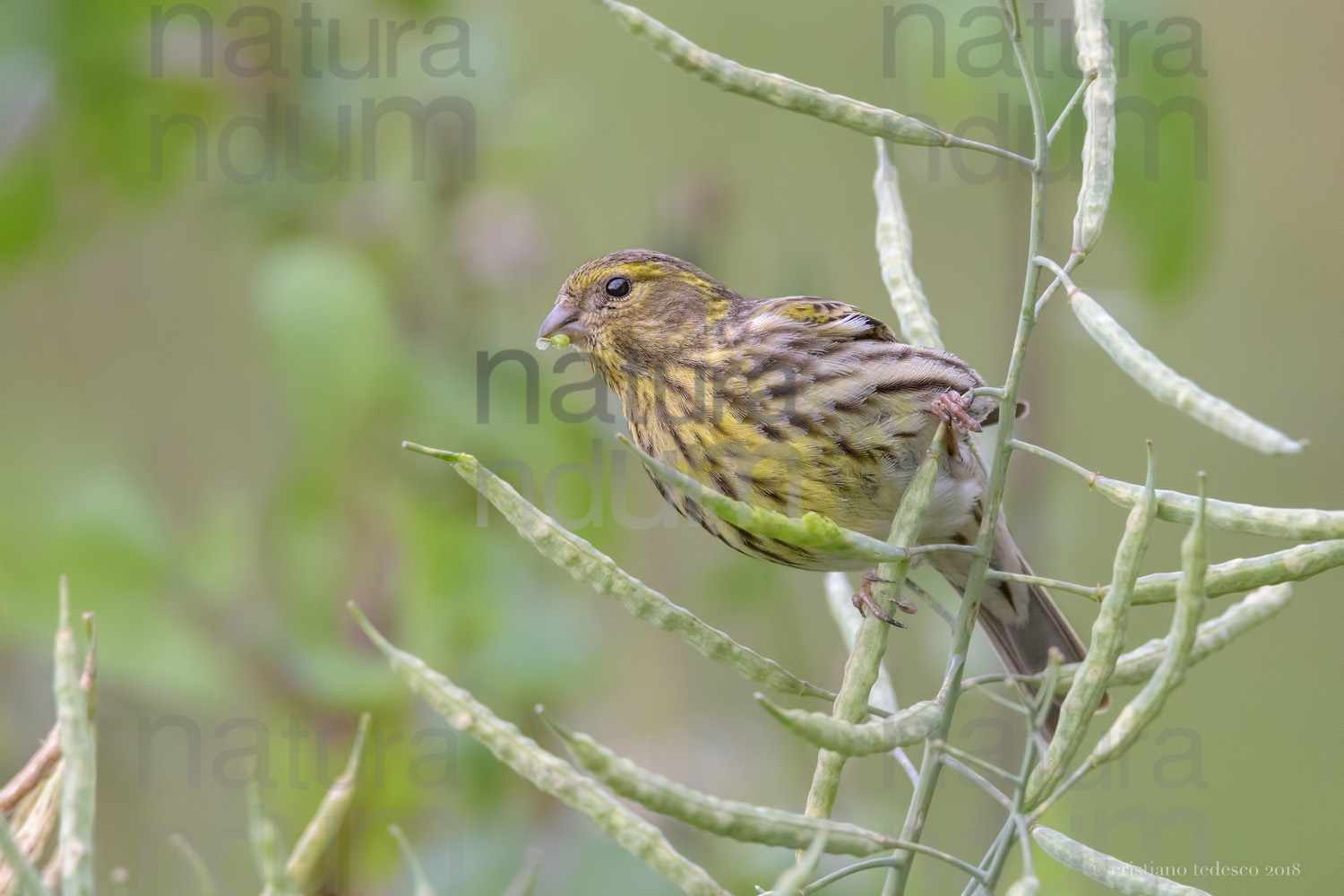 Foto di Verzellino (Serinus serinus)