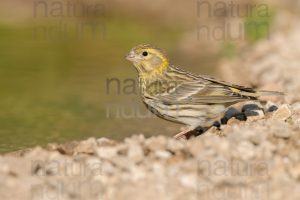Photos of European Serin (Serinus serinus)