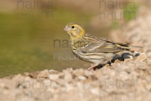 Foto di Verzellino (Serinus serinus)