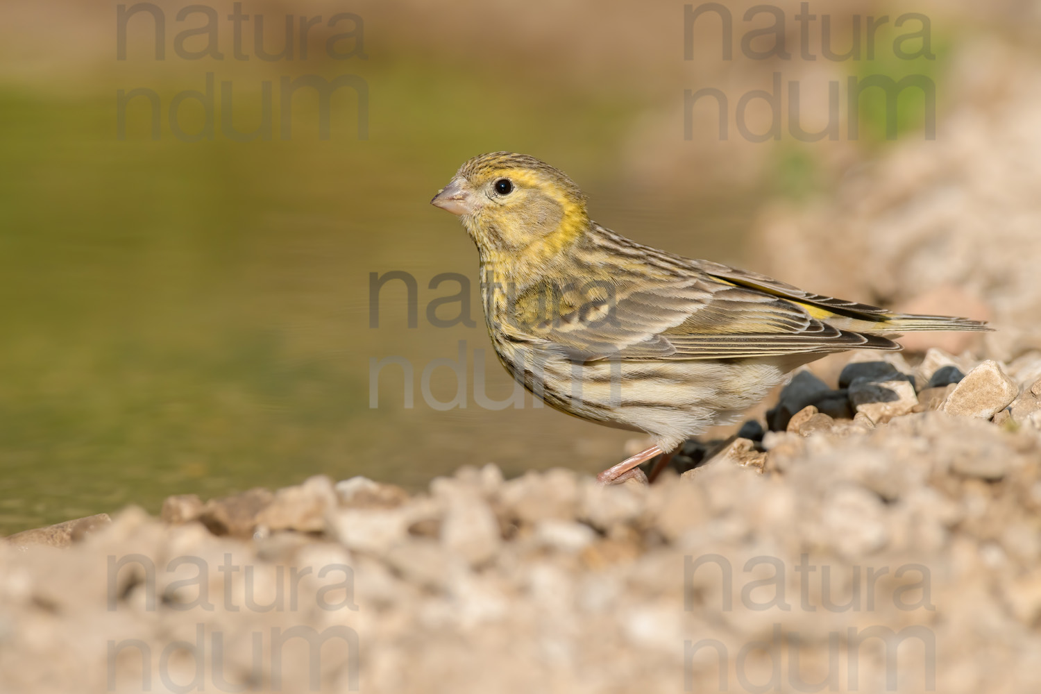 Foto di Verzellino (Serinus serinus)