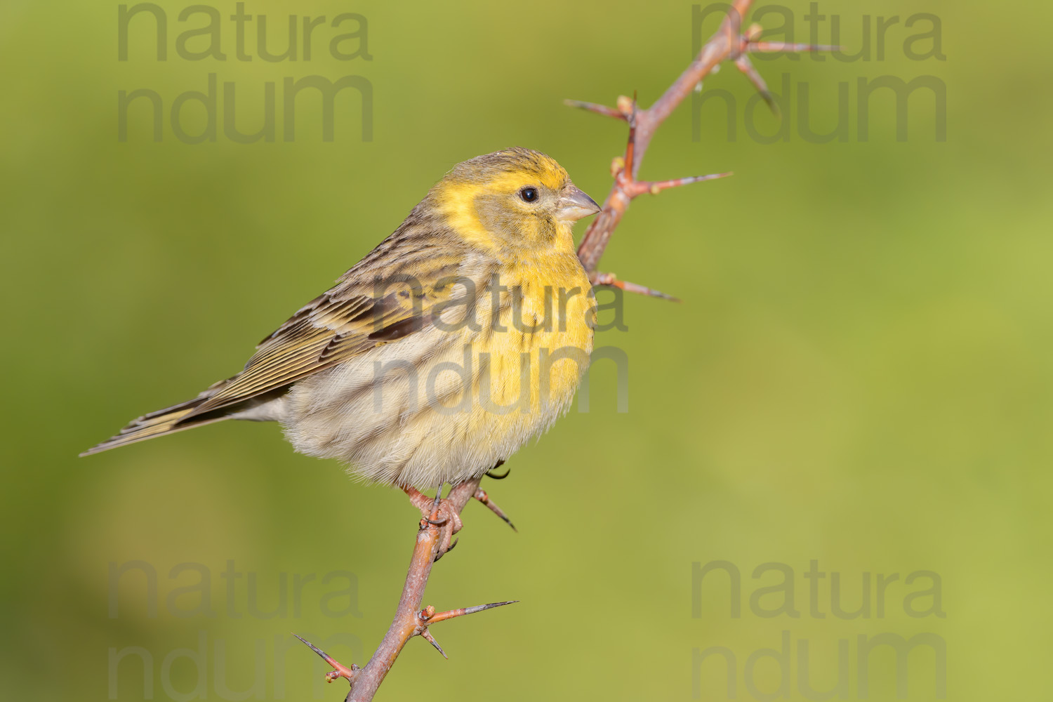 Foto di Verzellino (Serinus serinus)