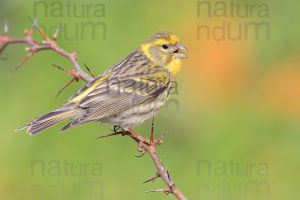 Foto di Verzellino (Serinus serinus)