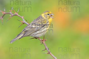 Photos of European Serin (Serinus serinus)