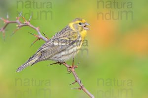 Foto di Verzellino (Serinus serinus)