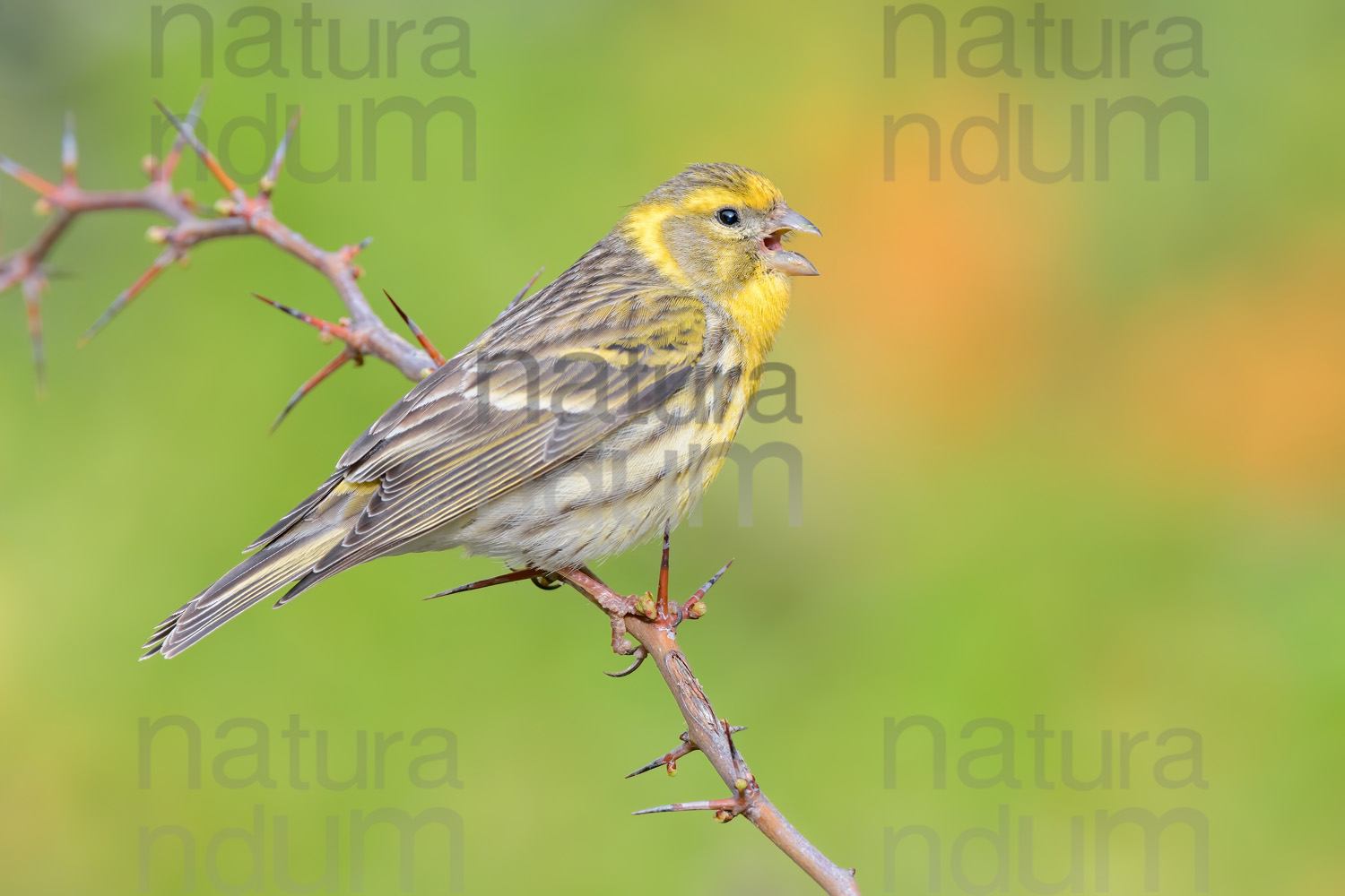 Foto di Verzellino (Serinus serinus)