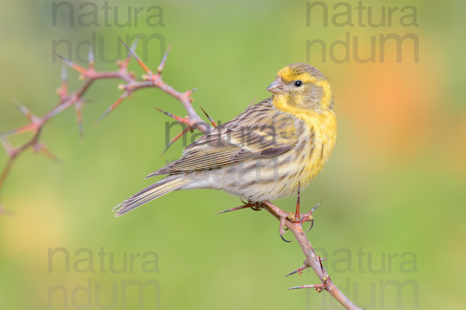 Foto di Verzellino (Serinus serinus)