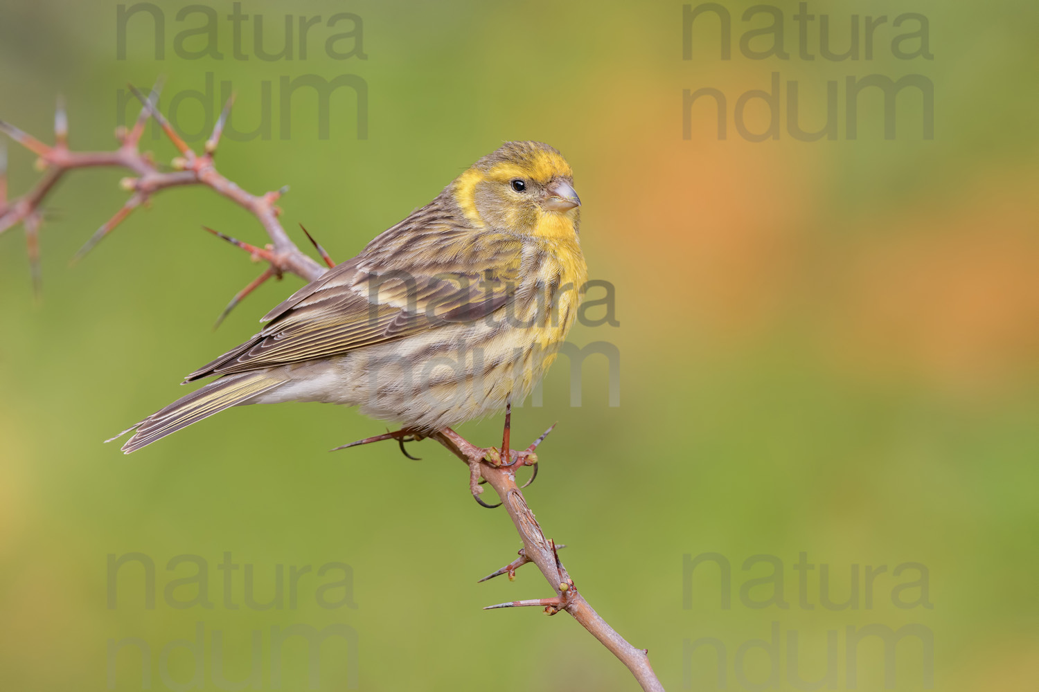 Foto di Verzellino (Serinus serinus)