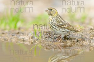 Photos of European Serin (Serinus serinus)