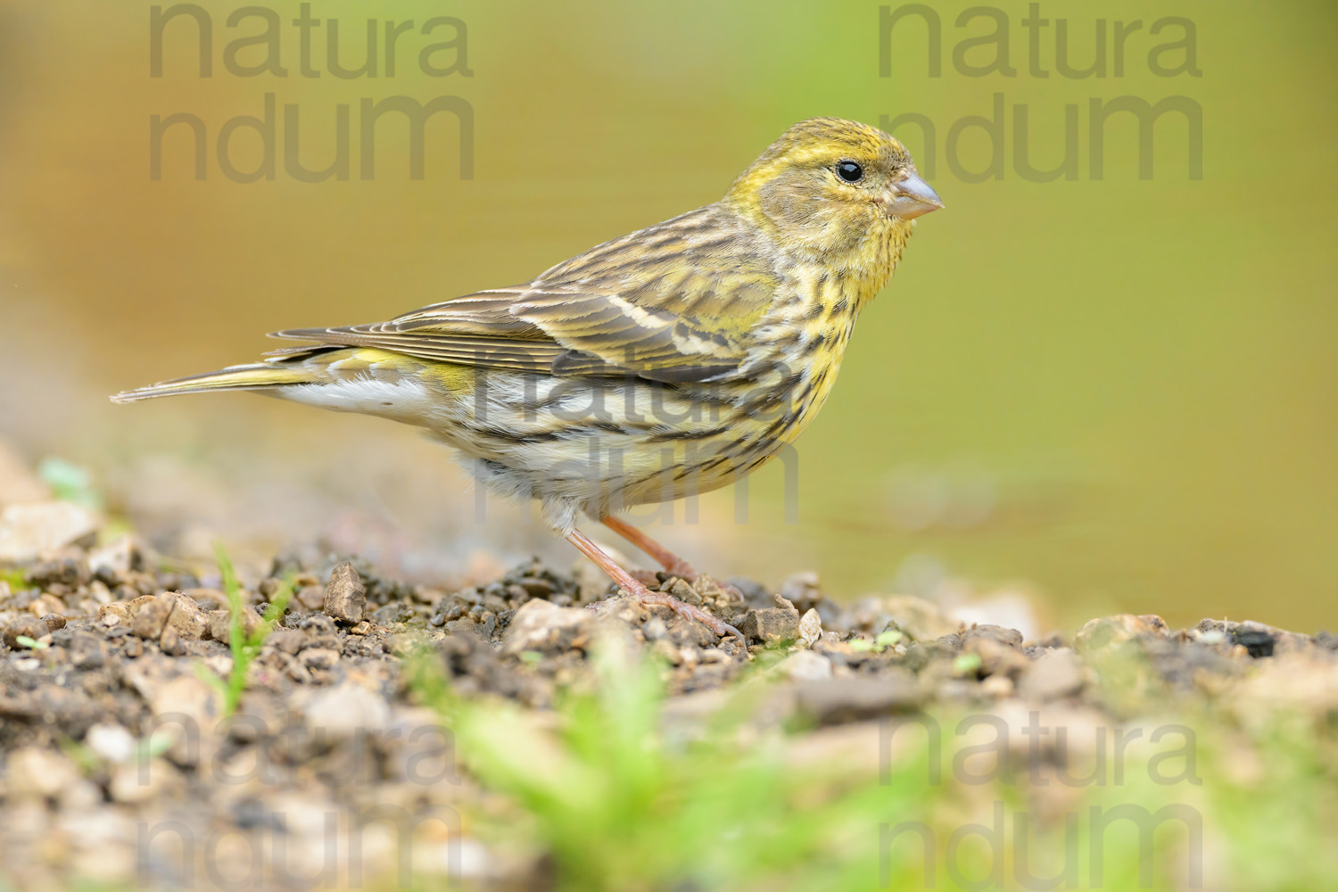 Foto di Verzellino (Serinus serinus)