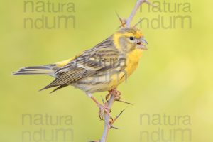 Photos of European Serin (Serinus serinus)