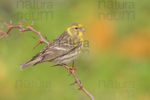 Foto di Verzellino (Serinus serinus)